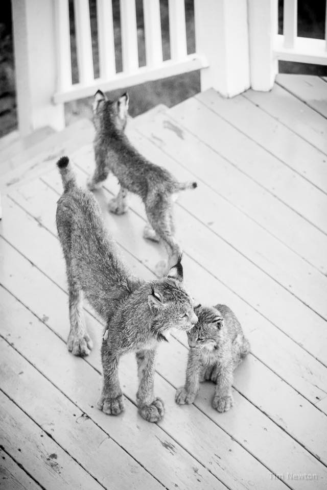Una familia de linces decide darle una sorpresa a un fotógrafo en Alaska