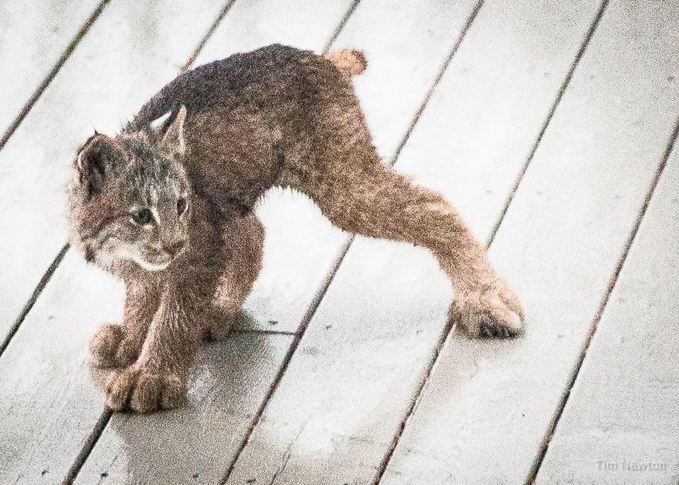 Una familia de linces decide darle una sorpresa a un fotógrafo en Alaska