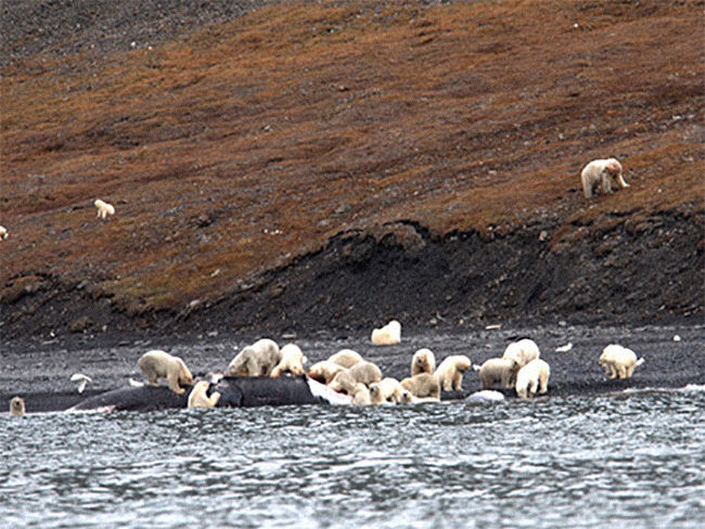 Turistas y científicos sorprenden a grupo de osos polares comiendo una ballena