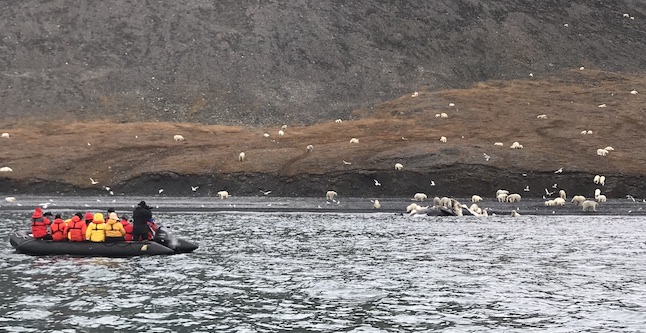 Turistas y científicos sorprenden a grupo de osos polares comiendo una ballena