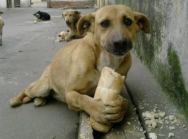 Fotos Frida, Fotos Perritos, Memes, Fotos, Frida, Perrita
