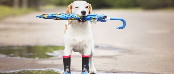 Fotos Frida, Fotos Perritos, Memes, Fotos, Frida, Perrita