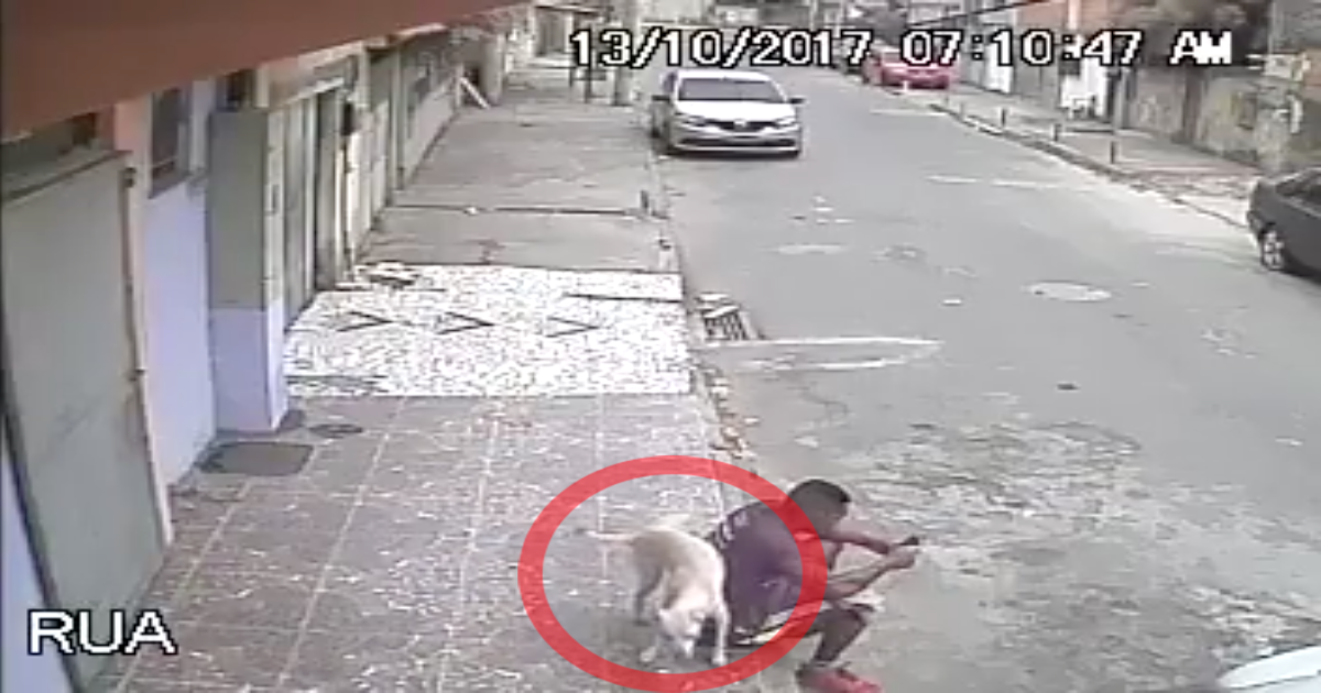 Perrito callejero orinó a un hombre y fue adoptado