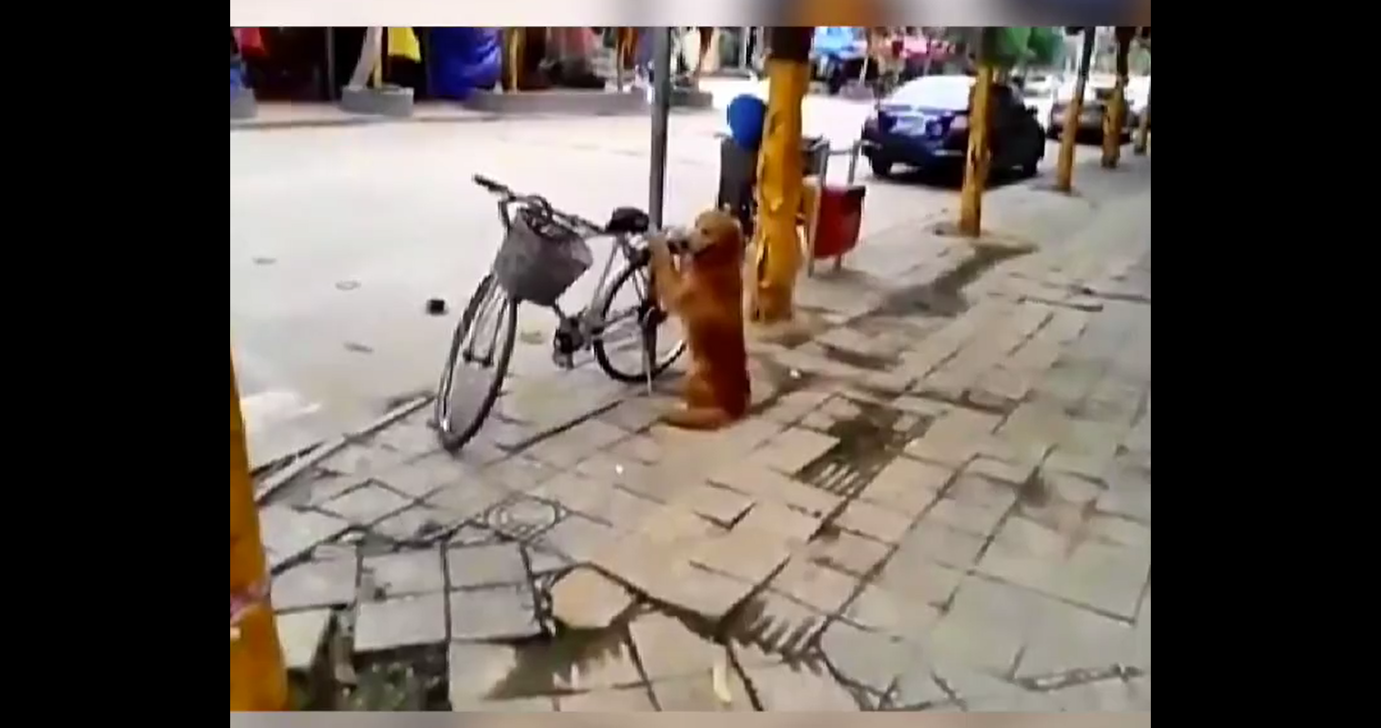 Perro obediente cuida la bicicleta de su dueÃ±o