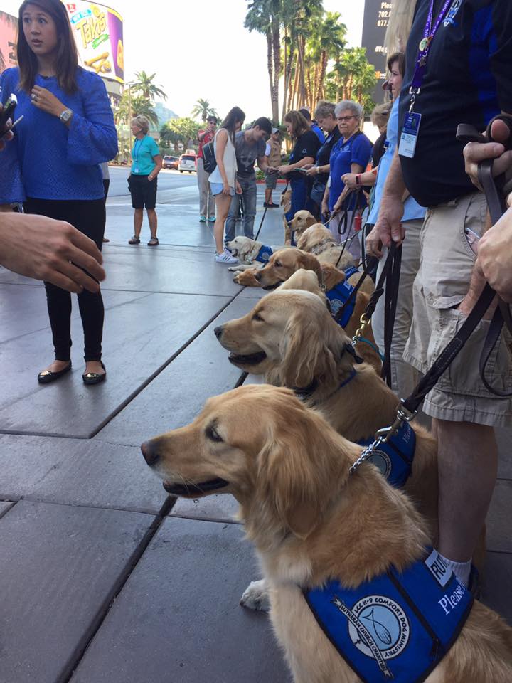 Perros terapéuticos viajan a Las Vegas para ayudar a víctimas del tiroteo