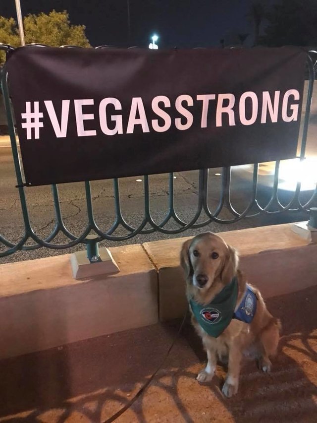 Perros terapéuticos viajan a Las Vegas para ayudar a víctimas del tiroteo