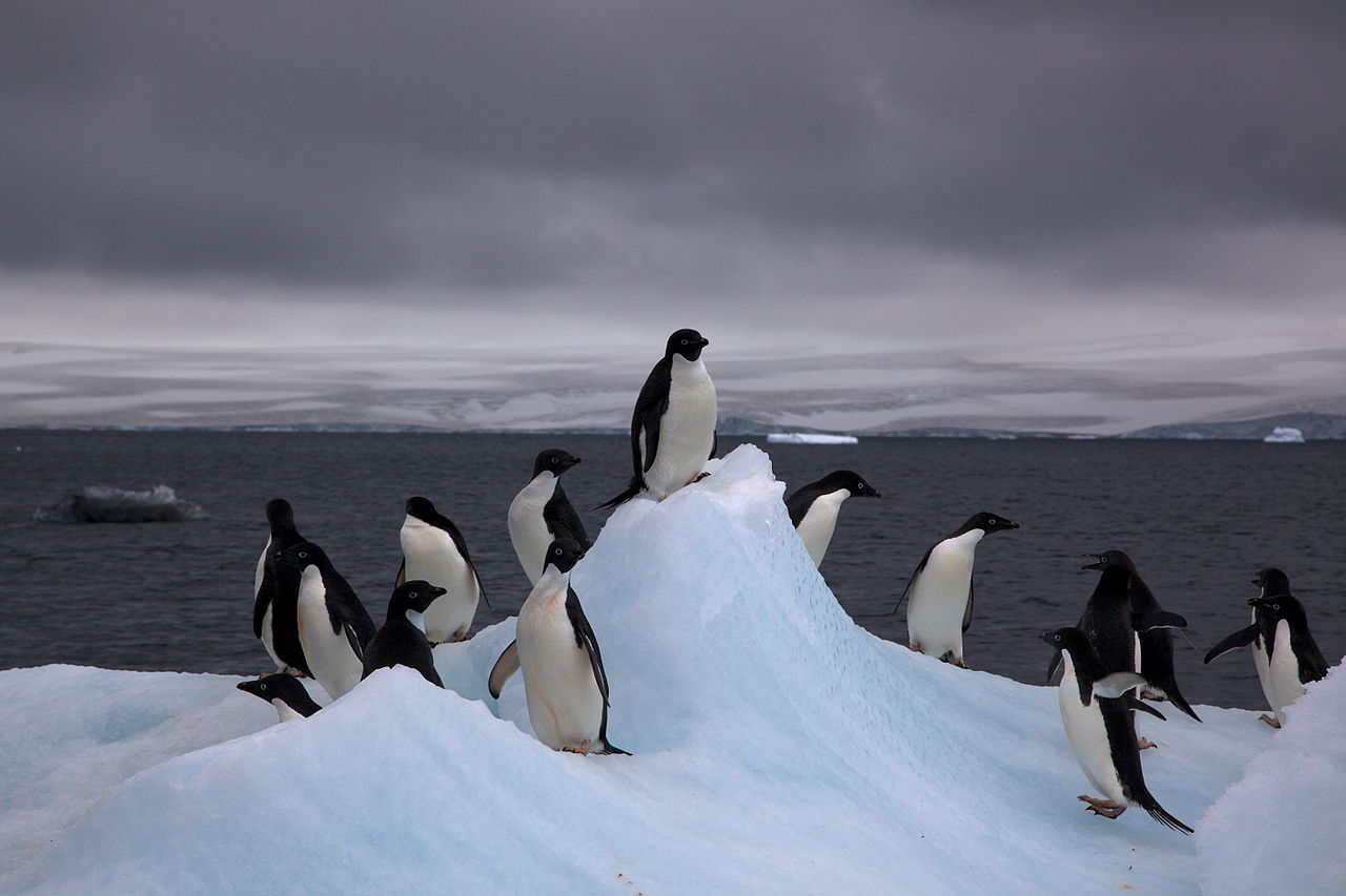 pingüinos crías, pingüinos adelaida, murieron hambre, Antártida