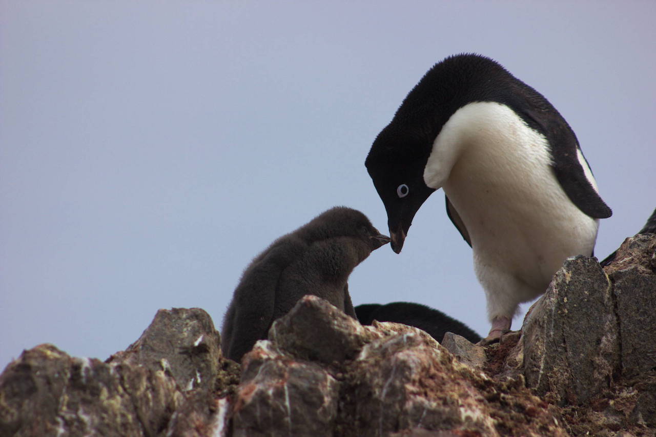 pingüinos crías, pingüinos adelaida, murieron hambre, Antártida