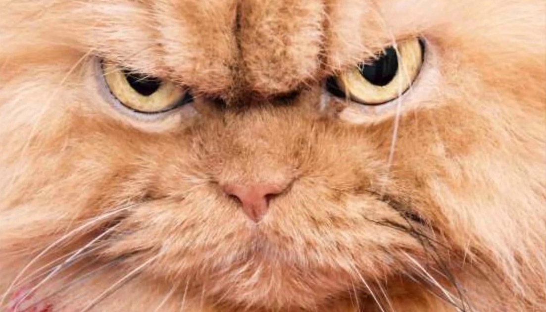 Gatito, Gatos, EsterilizaciÃ³n, ReacciÃ³n, Video, Viral