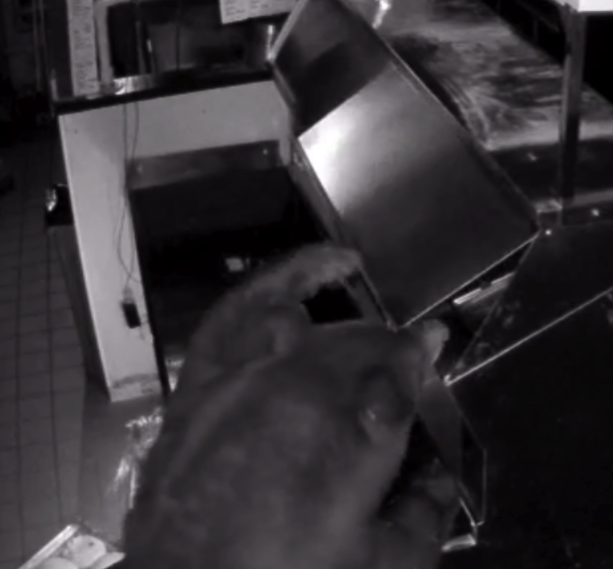 Una mamá oso y sus dos ositos entraron a cenar a una pizzería