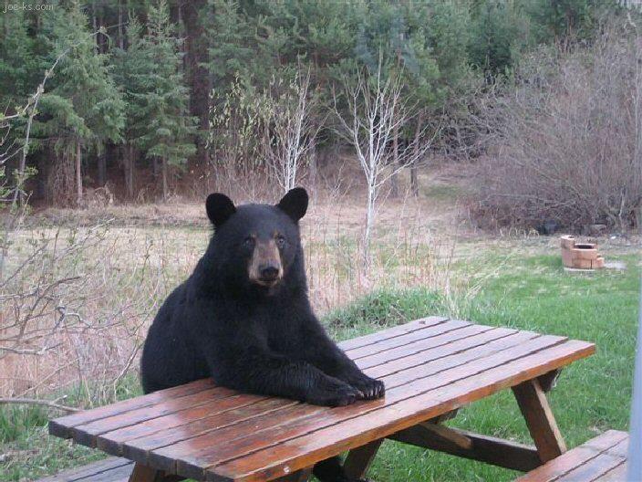Una mamá oso y sus dos ositos entraron a cenar a una pizzería