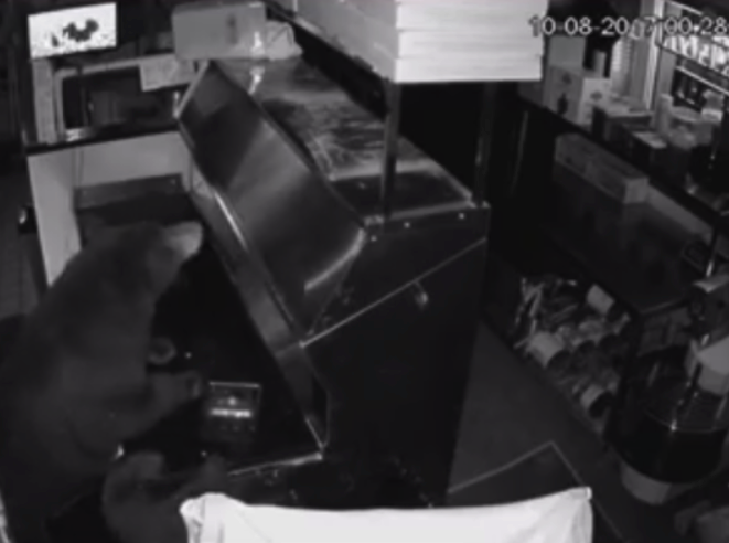 Una mamÃ¡ oso y sus dos cachorros entraron a una pizzerÃ­a