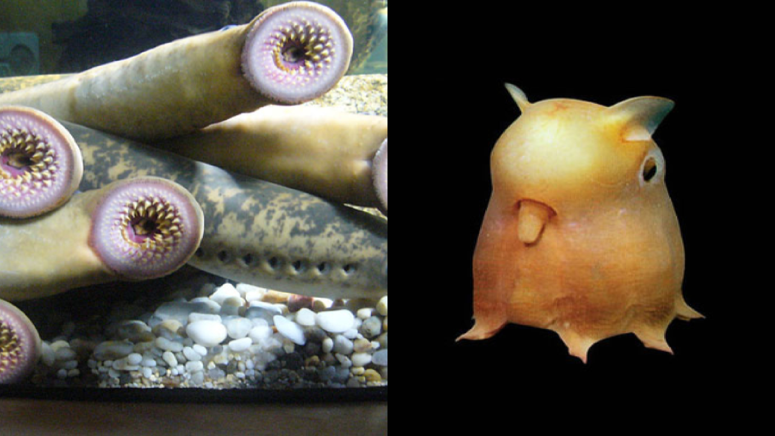 Animales, Especies, Raros, Ejemplos, ExtraÃ±os, Animalitos, Encontrados
