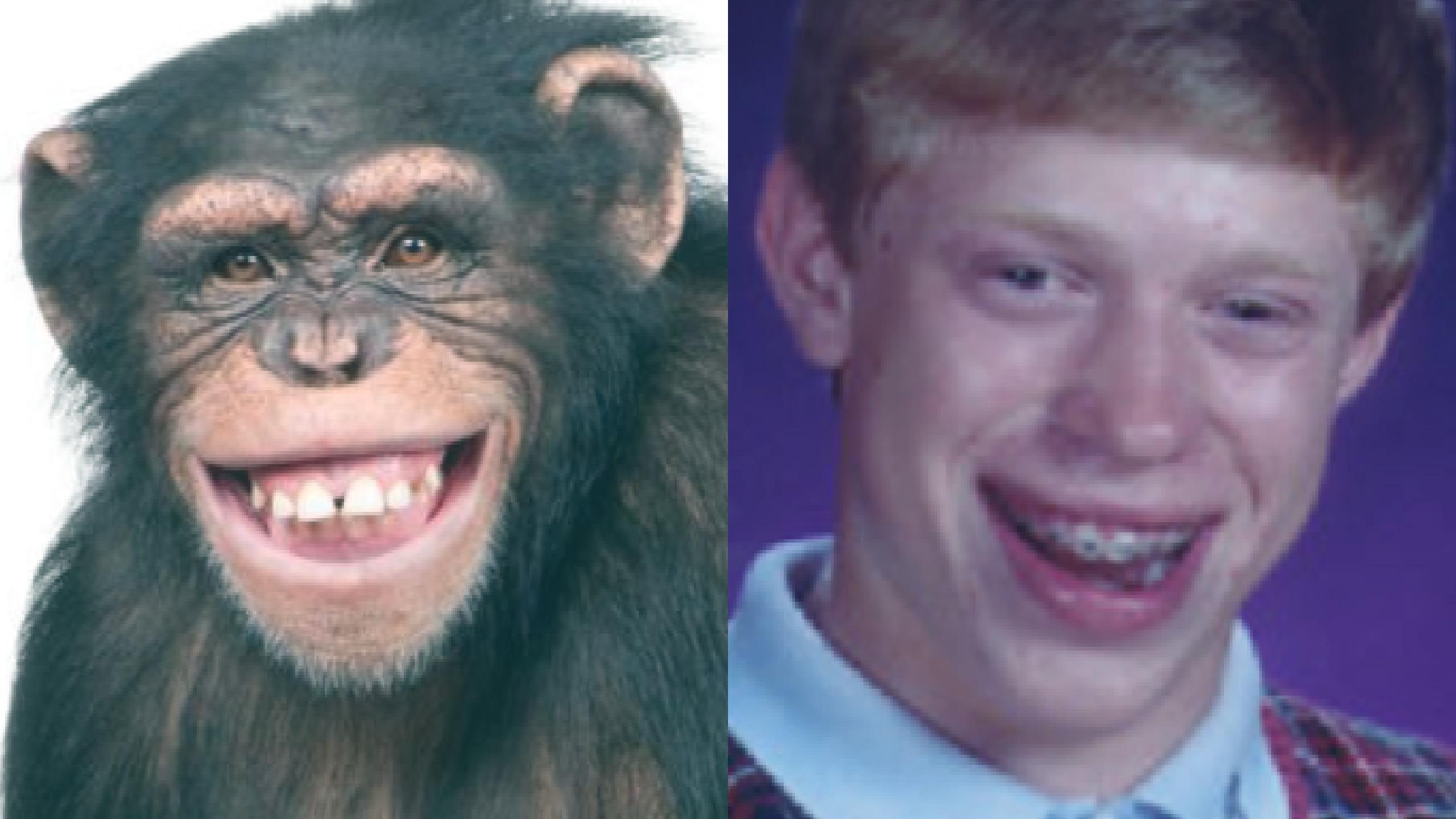 ChimpancÃ©, ComÃºn, Personalidad, Ser Humano, Diferencias, CaracterÃ­sticas