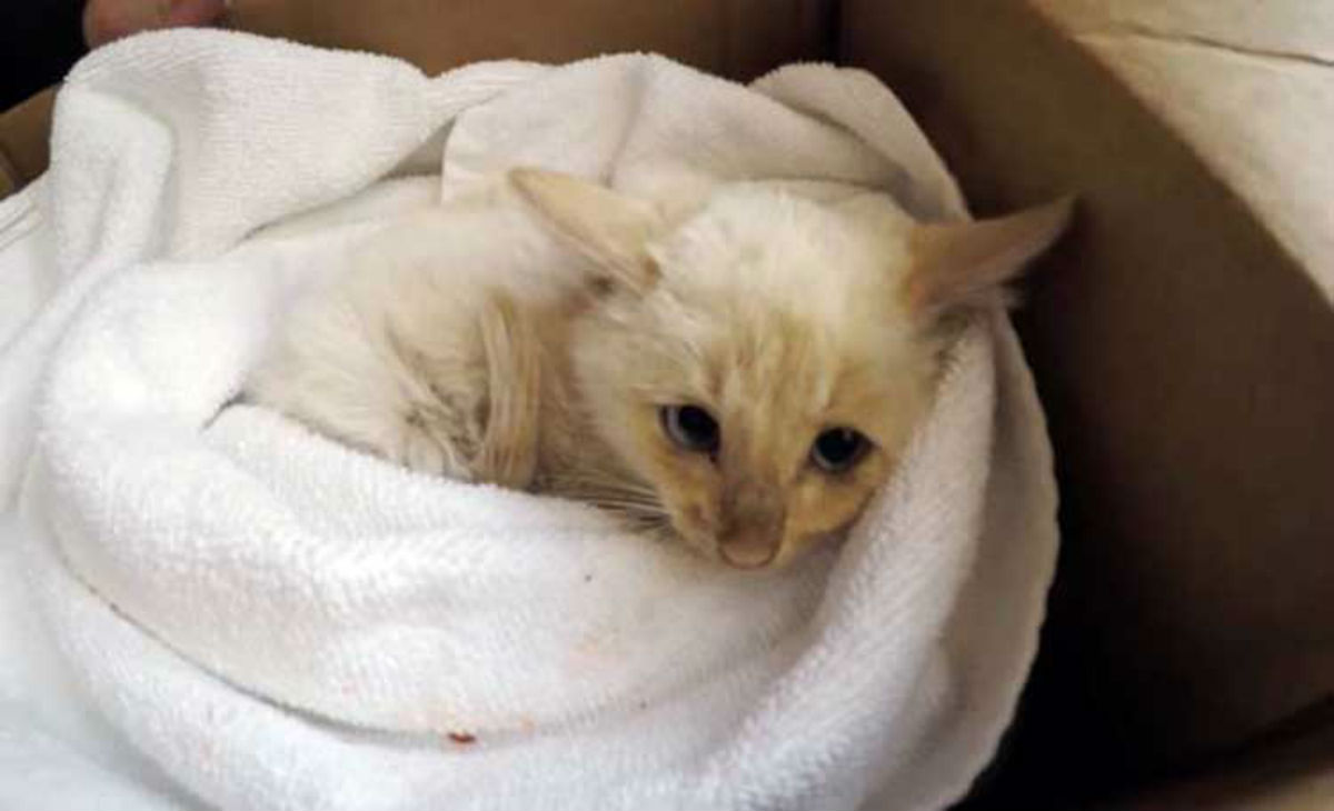 VIDEO: Logran revivir a un gato que habÃ­a quedado congelado