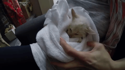 VIDEO: Logran revivir a un gato que había quedado congelado