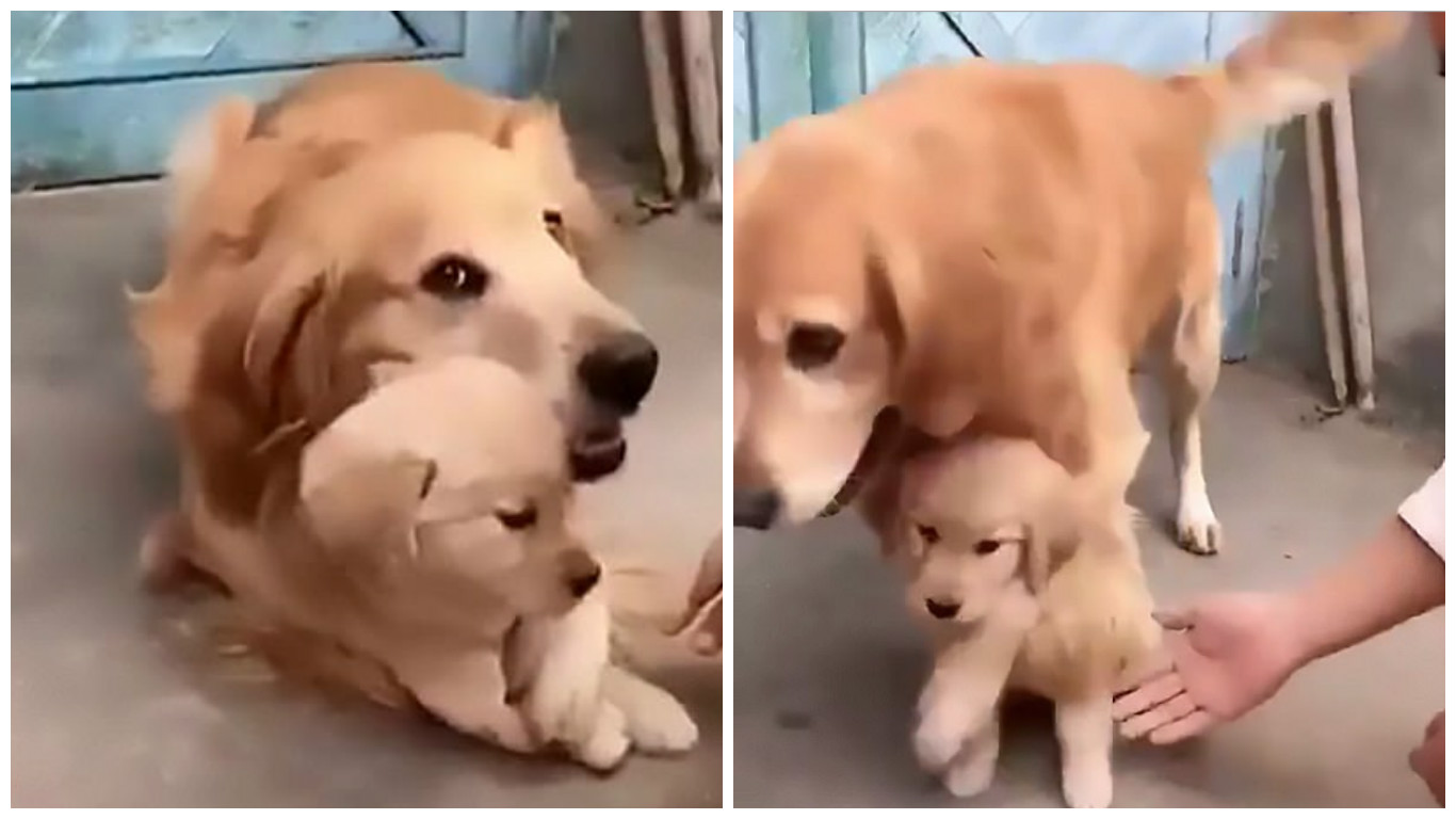 Perrita conmueve Internet gracias a su gesto protector