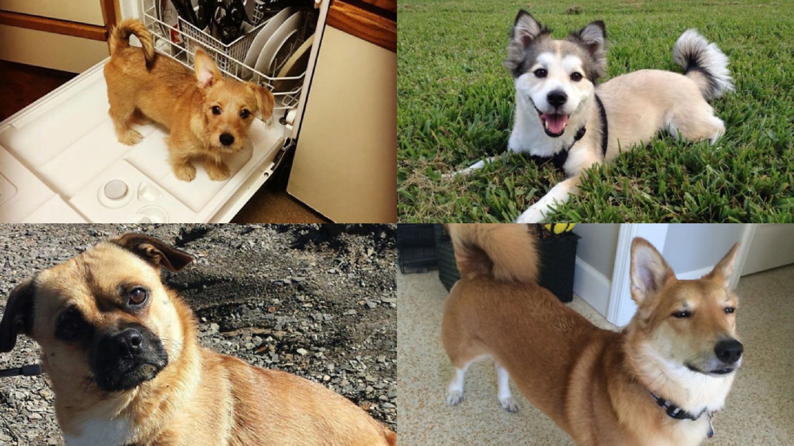 Corgi, Mezcla, Raza, Perros, Cachorro, Bebé, Husky, Bulldog