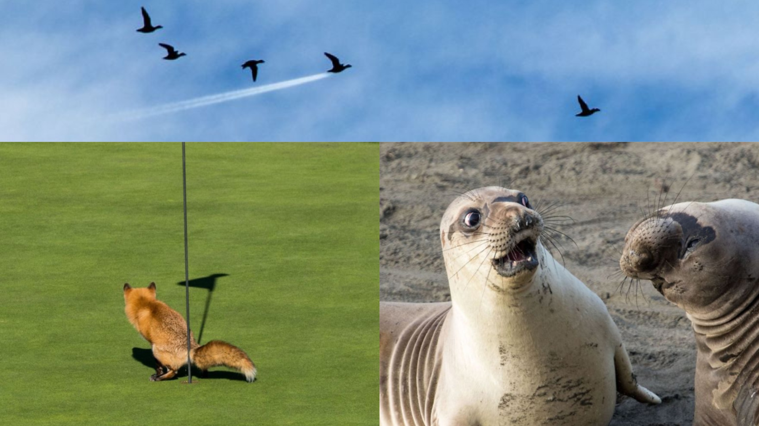 Comedy Wildlife Photography, Animales, ImÃ¡genes, Graciosos, Chistosos, 2017