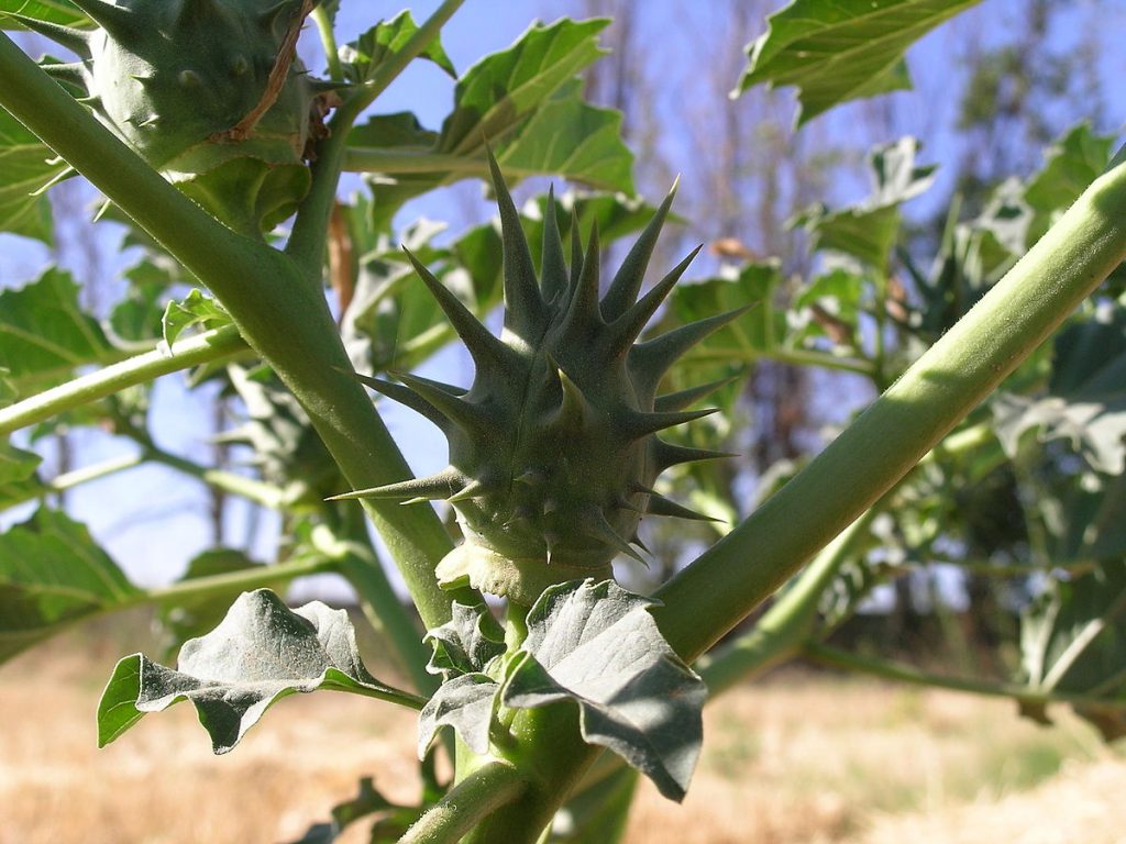 Toloache