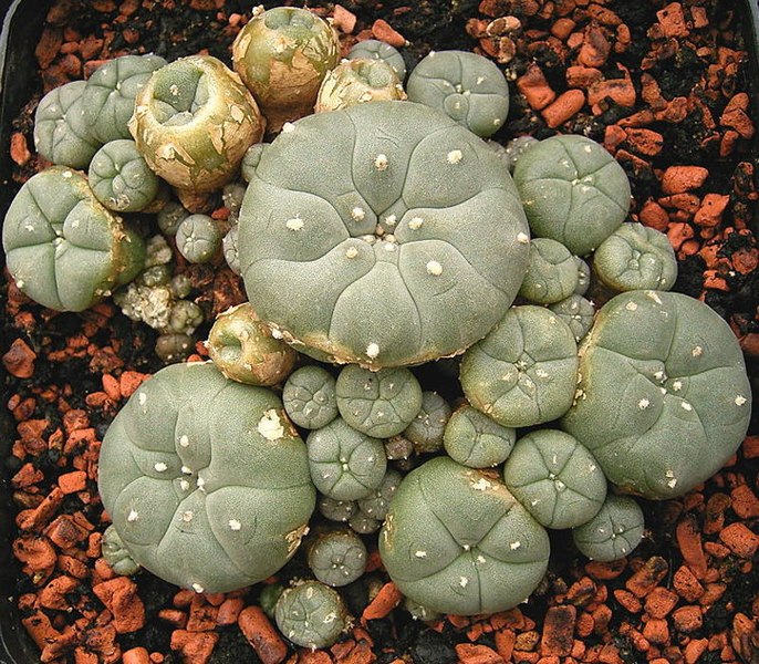 peyote