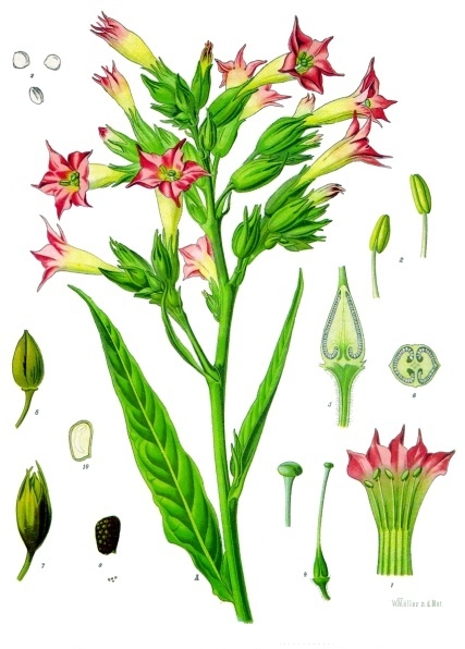 plantas alucinogenas mexico