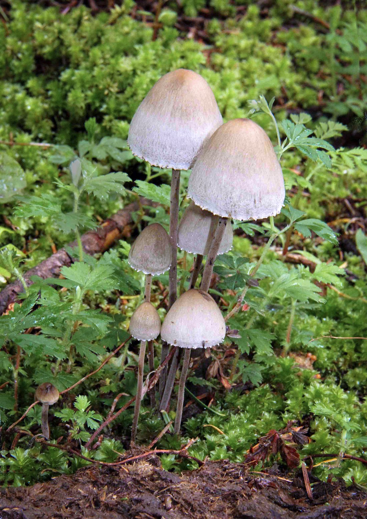teonanacatl hongo alucinógenos