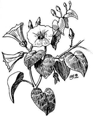 plantas alucinógenas