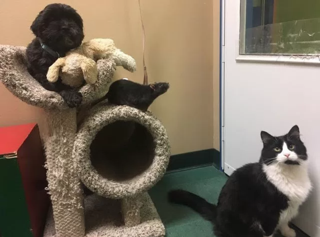 perro-gato-rata-amigos