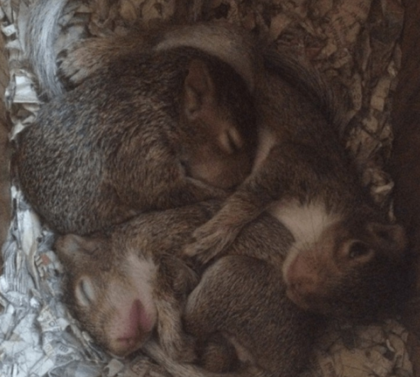 bebes ardilla crias
