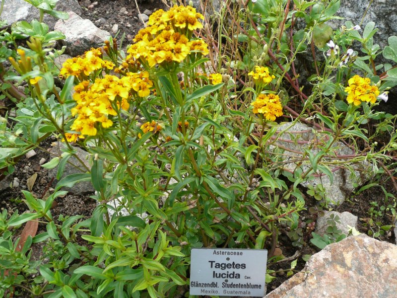 plantas alucinogenas mexico