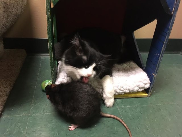 gato-rata-amigos-2