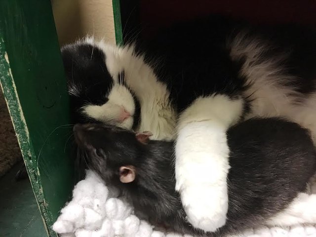 gato-rata-amigos