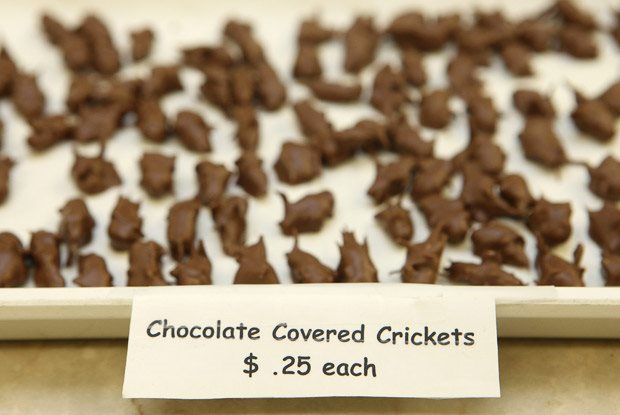 Grillos cubiertos de chocolate