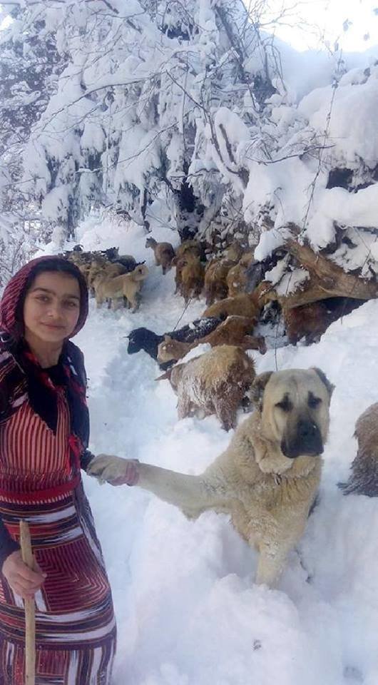 Hamdü Sena Bilgin, niña turca pastora de cabras