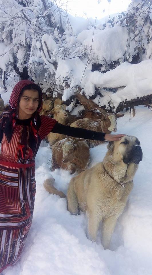 Hamdü Sena Bilgin, niña turca pastora de cabras