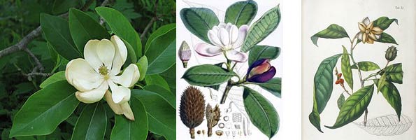 magnolia