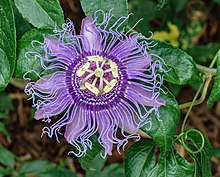 pasiflora
