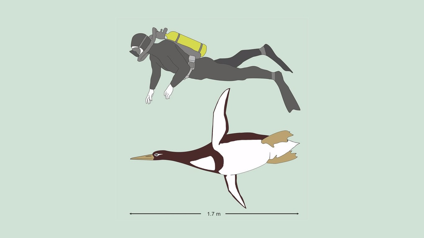 PingÃ¼ino, Extinto, Gigante, Descubren, TamaÃ±o, Humano