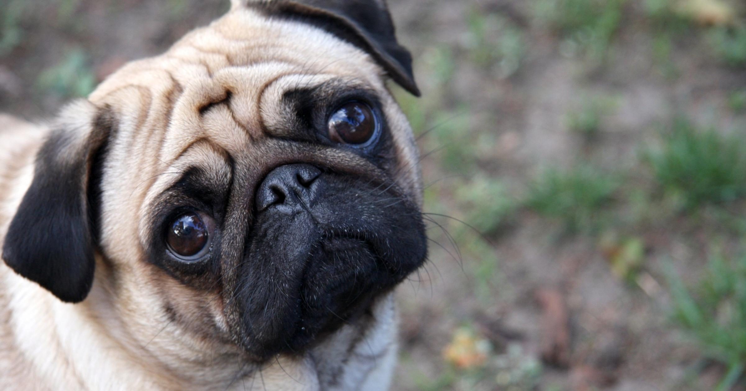 AsÃ­ puedes cuidar a tu perro de los fuegos artificiales