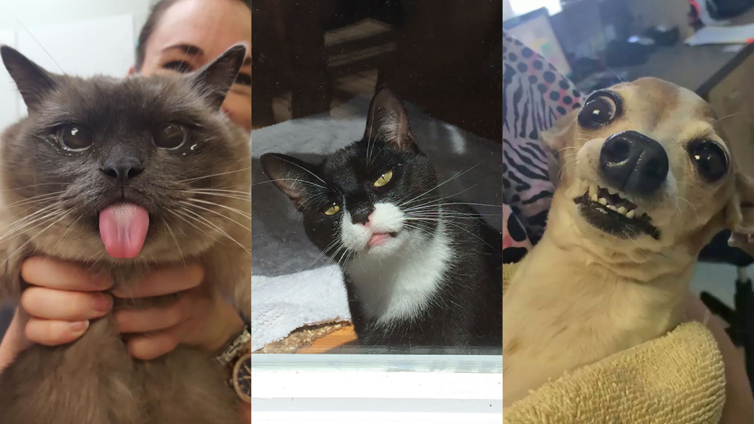 Perros, Gatos, Veterinario, Chistosos, Tiernos, Animales