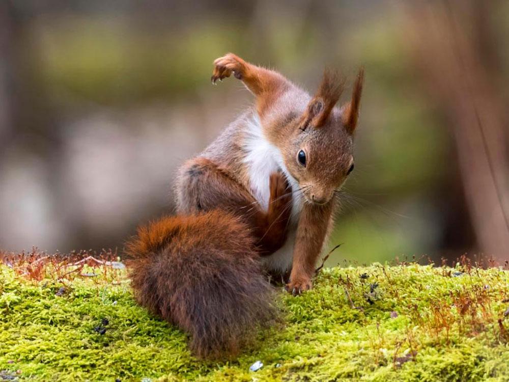 Animales_Chistosos_1