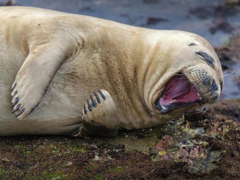 Animales_Chistosos_10