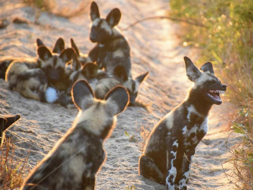 Animales_Chistosos_12