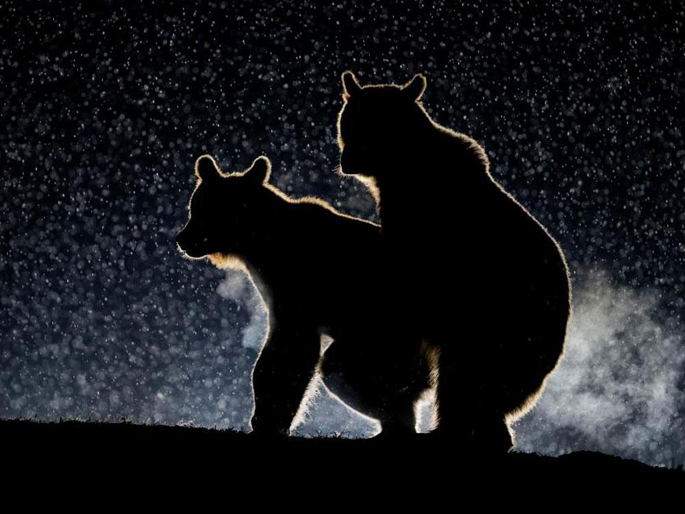 Animales_Chistosos_13