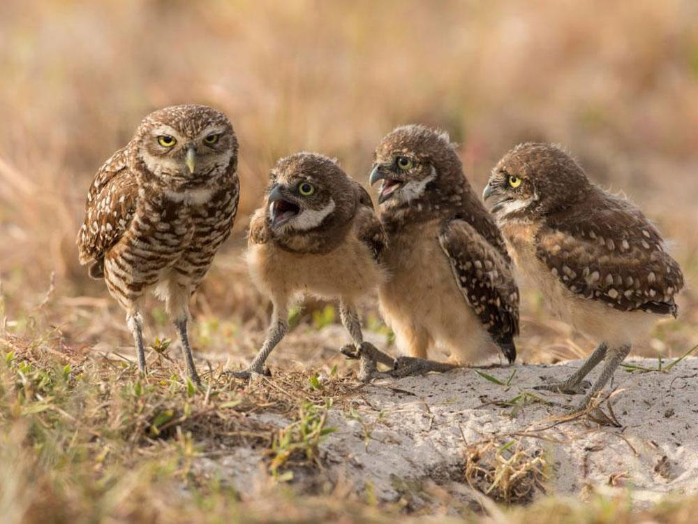 Animales_Chistosos_14