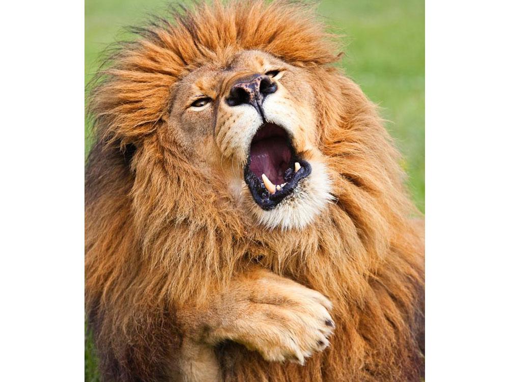 Animales_Chistosos_15