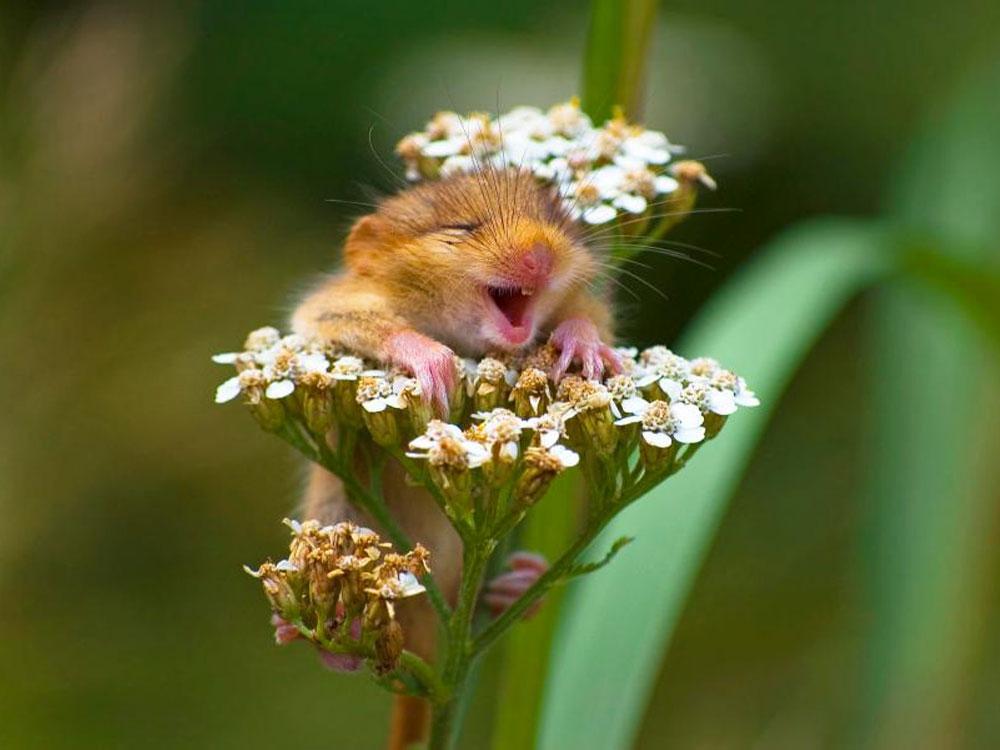 Animales_Chistosos_16