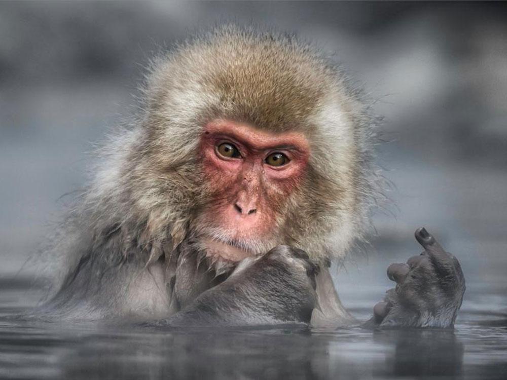 Animales_Chistosos_17