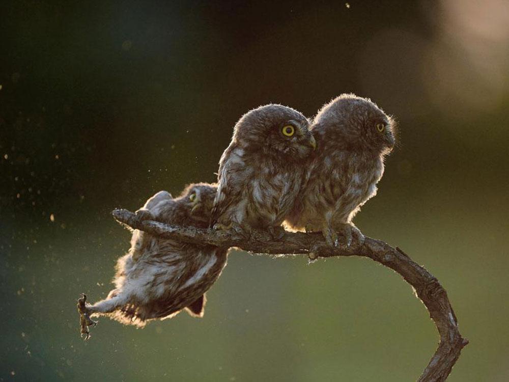 Animales_Chistosos_2